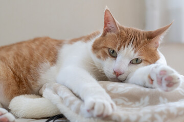 お気に入りの場所でくつろぐ可愛い猫　茶トラ白	
