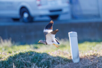 飛翔する美しい田んぼの貴族ことケリ（チドリ科）の群れ
英名学名：Grey-headed Lapwing (Vanellus cinereus, family comprising Charadriidae)
栃木県栃木市渡良瀬遊水地-2025
