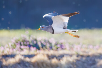 飛翔する美しい田んぼの貴族ことケリ（チドリ科）の群れ
英名学名：Grey-headed Lapwing (Vanellus cinereus, family comprising Charadriidae)
栃木県栃木市渡良瀬遊水地-2025
