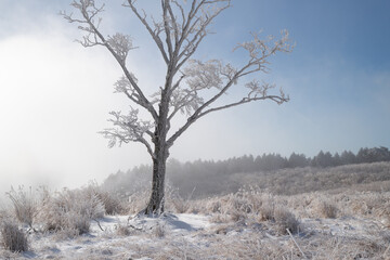 美しい青空と霧氷
