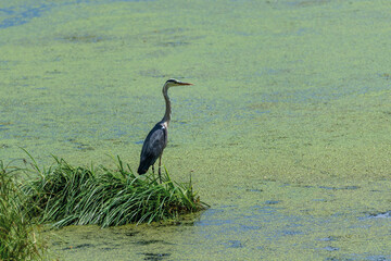 Close-up gray heron in a grass on river coast. Water bird in the nature habitat