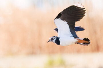 飛翔する構造色が美しい田んぼの貴婦人ことタゲリ（チドリ科）の群れ
英名学名：Northern Lapwing (Vanellus vanellus, family comprising Charadriidae) 
神奈川県平塚市、岡崎の田んぼ-2025年

