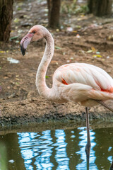 The greater flamingo, Phoenicopterus roseus, standing in water on lake shore.