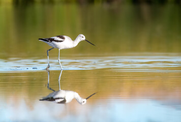 American avocet and its reflection on a shallow pond
