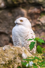 A snowy owl sits on a rock cliff.