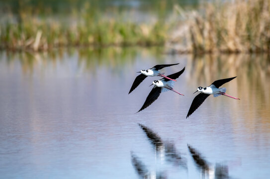 Three blacked necked stilts flying low together and landing