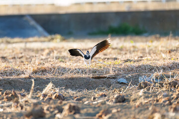 飛翔する構造色が美しい田んぼの貴婦人ことタゲリ（チドリ科）の群れ
英名学名：Northern Lapwing (Vanellus vanellus, family comprising Charadriidae) 
栃木県栃木市渡良瀬遊水地-2025
