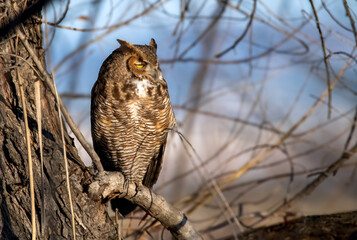 Great horned owl half asleep on a branch at sunrise in Riverside, California