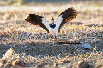 飛翔する構造色が美しい田んぼの貴婦人ことタゲリ（チドリ科）の群れ
英名学名：Northern Lapwing (Vanellus vanellus, family comprising Charadriidae) 
栃木県栃木市渡良瀬遊水地-2025
