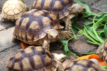 African Sulcata Tortoise Natural Habitat,Close up African spurred tortoise resting,cute animal