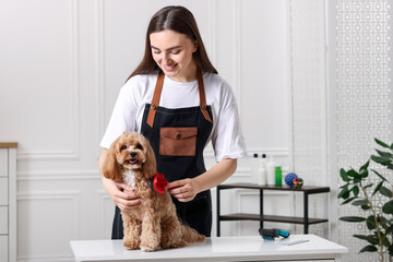 Woman brushing cute Maltipoo dog in room