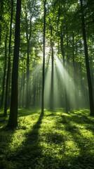 Obraz premium Majestic sunlight streaming through dense forest nature scene greenery tranquil atmosphere aerial view serenity