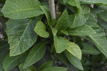 Vibrant Green Foliage in Natural Light - Eco and Botanical Concept
