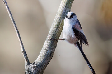 飛び回る可愛いエナガ（エナガ科）
英名学名：long-tailed tit (Aegithalos caudatus)
栃木県栃木市渡良瀬遊水地-2025
