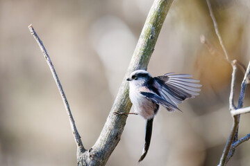 飛び回る可愛いエナガ（エナガ科）
英名学名：long-tailed tit (Aegithalos caudatus)
栃木県栃木市渡良瀬遊水地-2025
