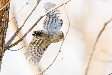 飛び立つ可愛いコゲラ（キツツキ科）
英名学名：Japanese pygmy woodpecker (Dendrocopos kizuki)  
栃木県栃木市渡良瀬遊水地-2025
