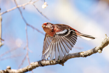 食事中の可愛いベニマシコ（アトリ科）
英名学名：Long-tailed Rosefinch (Uragus sibiricus)
栃木県栃木市渡良瀬遊水地-2025
