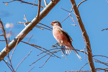 食事中の可愛いベニマシコ（アトリ科）
英名学名：Long-tailed Rosefinch (Uragus sibiricus)
栃木県栃木市渡良瀬遊水地-2025
