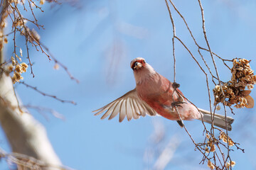 食事中の可愛いベニマシコ（アトリ科）
英名学名：Long-tailed Rosefinch (Uragus sibiricus)
栃木県栃木市渡良瀬遊水地-2025
