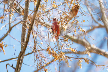 食事中の可愛いベニマシコ（アトリ科）
英名学名：Long-tailed Rosefinch (Uragus sibiricus)
栃木県栃木市渡良瀬遊水地-2025
