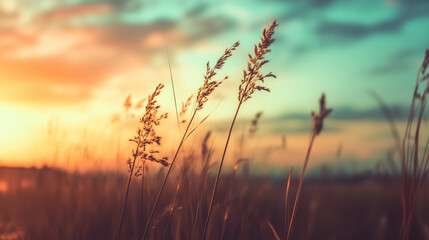 Obraz premium close up of dry grass over sunset