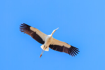 飛翔する美しく大きなコウノトリ（コウノトリ科）
英名学名：Oriental White Stork (Ciconia boyciana, family comprising storks)
栃木県栃木市渡良瀬遊水地-2025
