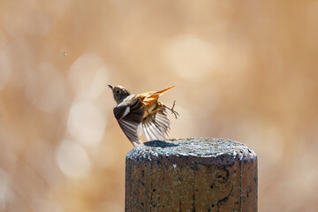 羽虫を捕らえるために飛び立つ（フライキャッチ）可愛いジョウビタキ（ヒタキ科）
英名学名：Daurian Redstart (Phoenicurus auroreus) 
栃木県栃木市渡良瀬遊水地-2025
