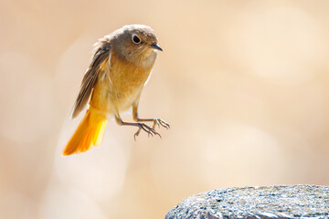 羽虫を捕らえるために飛び立つ（フライキャッチ）可愛いジョウビタキ（ヒタキ科）
英名学名：Daurian Redstart (Phoenicurus auroreus) 
栃木県栃木市渡良瀬遊水地-2025
