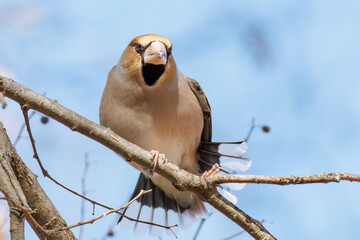 羽繕いする可愛いシメ（アトリ科）
英名学名：Hawfinch (Coccothraustes coccothraustes, family comprising finches) 
栃木県栃木市渡良瀬遊水地-2025
