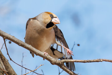 羽繕いする可愛いシメ（アトリ科）
英名学名：Hawfinch (Coccothraustes coccothraustes, family comprising finches) 
栃木県栃木市渡良瀬遊水地-2025
