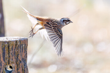 飛び出し飛翔する可愛いホオジロ（ホオジロ科）
英名学名：Meadow Bunting (Emberiza cioides, family comprising buntings)
栃木県栃木市渡良瀬遊水地-2025
