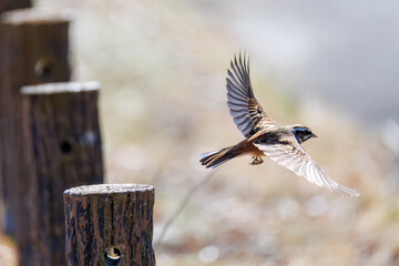 飛び出し飛翔する可愛いホオジロ（ホオジロ科）
英名学名：Meadow Bunting (Emberiza cioides, family comprising buntings)
栃木県栃木市渡良瀬遊水地-2025
