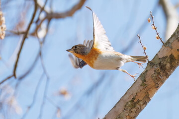 飛翔する可愛いアトリ（アトリ科）の群れ
英名学名：Lovely Brambling (Fringilla montifringilla, family comprising finchs)
栃木県栃木市渡良瀬遊水地-2025
