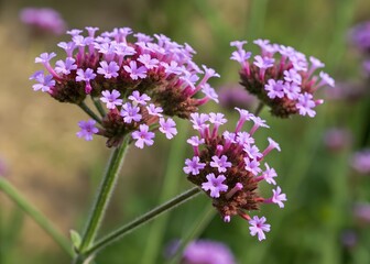 Obraz premium A verbena flower icon with a cluster of small, five-petaled blooms.