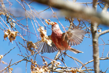 食事中の可愛いベニマシコ（アトリ科）
可愛いアトリ（アトリ科）の群れ
飛翔する可愛いカワラヒワ（アトリ科）
英名学名：Long-tailed Rosefinch (Uragus sibiricus)
Lovely Brambling (Fringilla montifringilla) 
Oriental Greenfinch (family comprising Chloris finchs)
