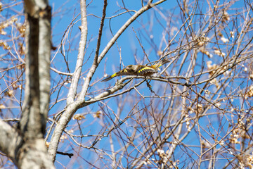 飛翔する可愛いカワラヒワ（アトリ科）
英名学名：Oriental Greenfinch (family comprising Chloris finchs)
栃木県栃木市渡良瀬遊水地-2025
