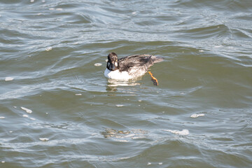 Front face of Common Goldeneye