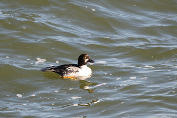 Common Godeneye swimming