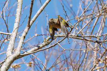 飛翔する可愛いカワラヒワ（アトリ科）
英名学名：Oriental Greenfinch (family comprising Chloris finchs)
栃木県栃木市渡良瀬遊水地-2025
