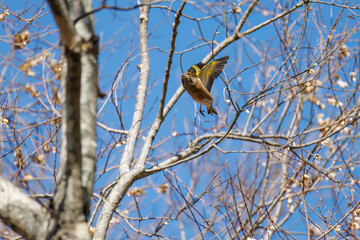 飛翔する可愛いカワラヒワ（アトリ科）
英名学名：Oriental Greenfinch (family comprising Chloris finchs)
栃木県栃木市渡良瀬遊水地-2025
