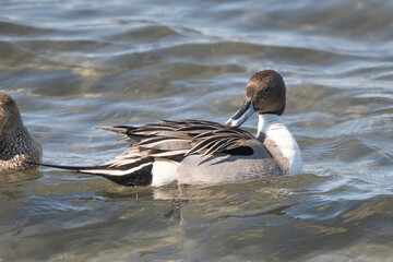 Pintail male swimming