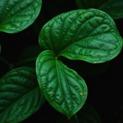 Velvet-textured, dark green Anthurium magnificum leaves , nature photography, still life, wallpaper