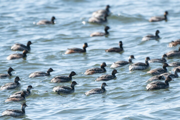 Flock of Eared Grebes swimming