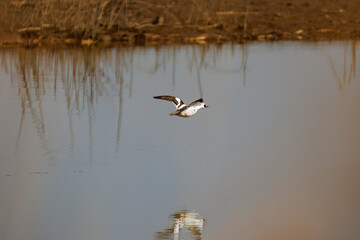 飛翔する美しいミコアイサ（カモ科）他の群れ
英名学名：Mallard (Anas platyrhynchos) 
栃木県栃木市渡良瀬遊水地-2025
