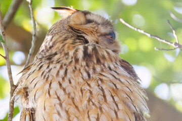 木立の中で昼寝する美しいトラフズク（フクロウ科）。
たまに目覚めて羽づくろいをしたりする。
英名学名：Long-eared Owl, Asio otus
栃木県栃木市渡良瀬遊水地-2025
