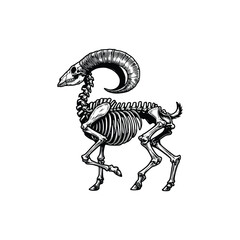 black and white illustration of goat skeleton, hand drawn vintage style, vector illustration