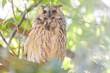 木立の中で昼寝する美しいトラフズク（フクロウ科）。
たまに目覚めて羽づくろいをしたりする。
英名学名：Long-eared Owl, Asio otus
栃木県栃木市渡良瀬遊水地-2025
