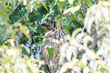 木立の中で昼寝する美しいトラフズク（フクロウ科）。
たまに目覚めて羽づくろいをしたりする。
英名学名：Long-eared Owl, Asio otus
栃木県栃木市渡良瀬遊水地-2025
