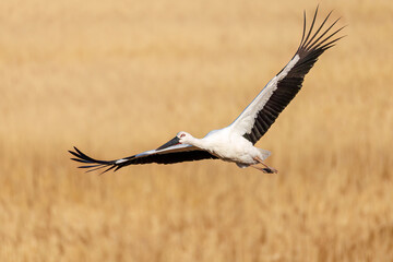 飛翔する美しく大きなコウノトリ（コウノトリ科）
英名学名：Oriental White Stork (Ciconia boyciana, family comprising storks)
栃木県栃木市渡良瀬遊水地-2025
