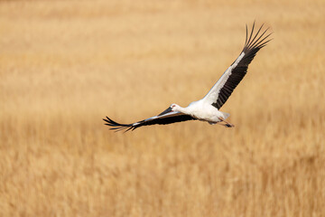 飛翔する美しく大きなコウノトリ（コウノトリ科）
英名学名：Oriental White Stork (Ciconia boyciana, family comprising storks)
栃木県栃木市渡良瀬遊水地-2025
